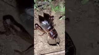 Download lagu Belalang Tanah Gangsir mp3 Download lagu Belalang Tanah Gangsir mp3