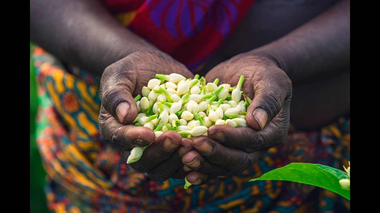 The Story of Jasmine