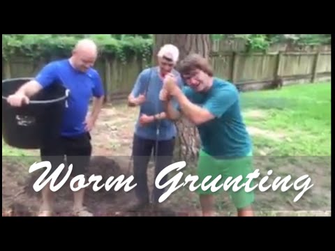Worm Grunting