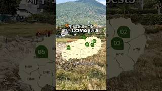 제주 억새 맛집 가을 명소 best5🤎