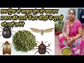 Aasan pal way to keep whole moong safe from insects and mites for years