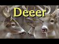 YTP Deeer