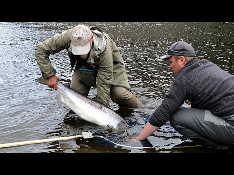 Sautso, Alta – Midnight Sun & Big Fish on a Dry Fly!