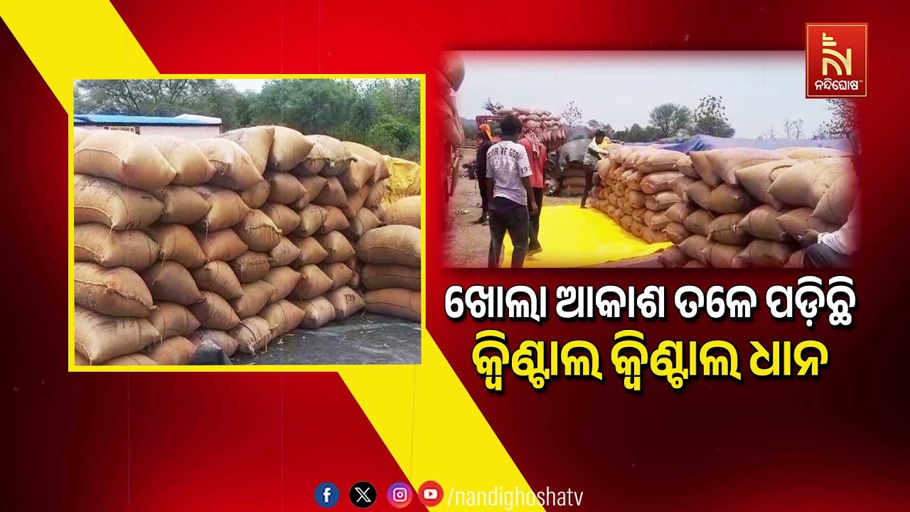 ଖୋଲା ଆକାଶ ତଳେ ପଡ଼ିଛି କ୍ବିଣ୍ଟାଲ କ୍ବିଣ୍ଟାଲ ଧାନ