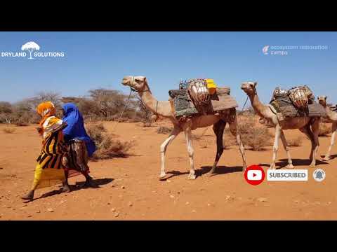 Restore livelihoods in drought-stricken Somalia