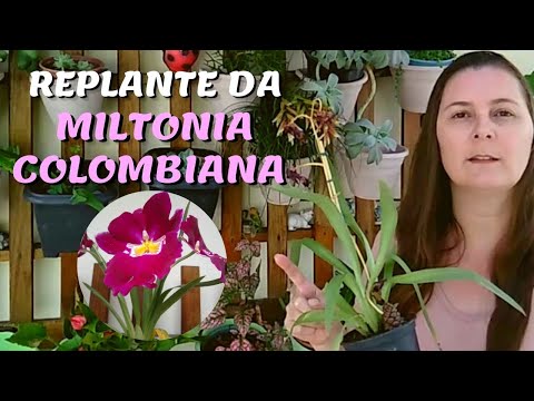 , title : 'REPLANTE DA MILTONIA COLOMBIANA - ORQUÍDEA AMOR-PERFEITO'