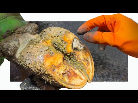 a COMPACTED TOOTH in a Cow’s Foot!!