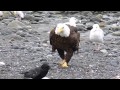 Bald Eagle Walking