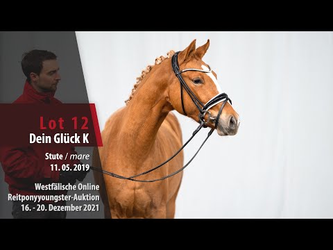 Online Reitponyyoungster-Auktion Lot 12 Dein Glück K Stute v. Dimension AT NRW-FS Champion de Luxe