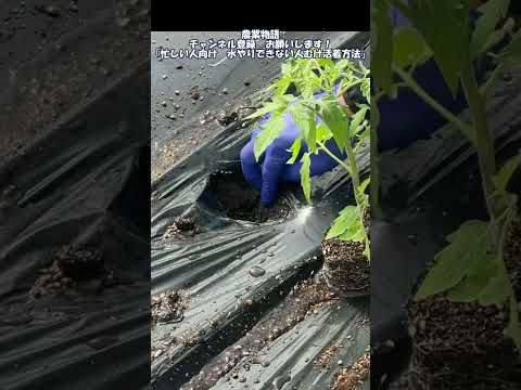 マグノリアをいつ地面に植えるのですか？どのように進めればよいでしょうか？方法、メンテナンス、病気  庭園