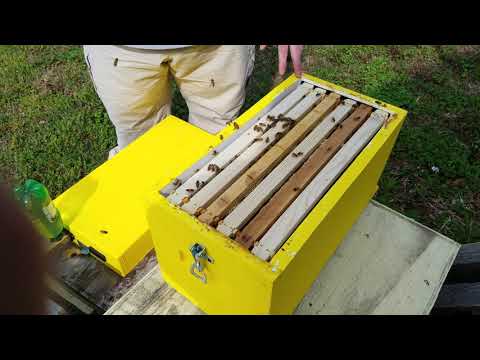 Lyson 6 frame Polystyrene Nuc Hive Inspection.
