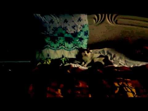 asteptarea (scurt metraj) - Ronin Terente