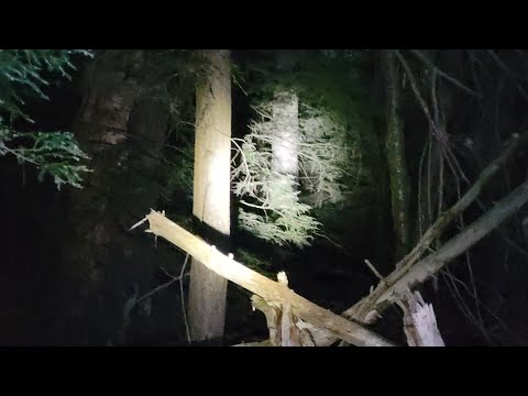 Bigfoot Sighting At Dusk  #bigfoot #catskillmountainsasquatch #sasquatch #zenatribe