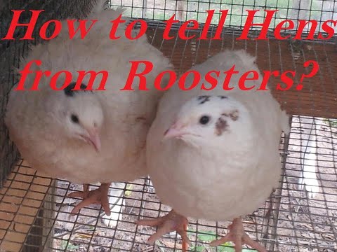 , title : 'How to tell hens from roosters in same color quail'