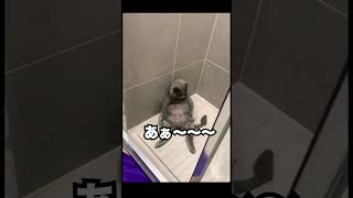 ネコが酒飲んでるんです。怖いのと可愛いのと #猫 #動物 #犬