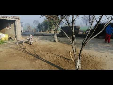 Dilprit playing with puppies