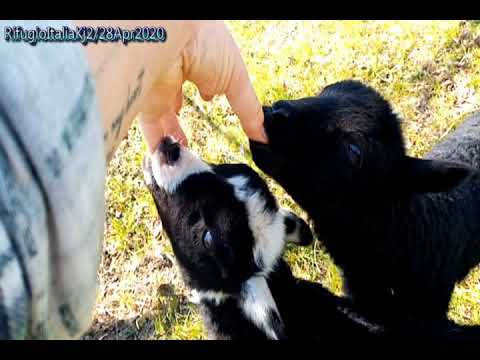 Diretta Rifugio Italia Kj2  ( 28Aprile2020 )Primo pascolo per gli agnellini
