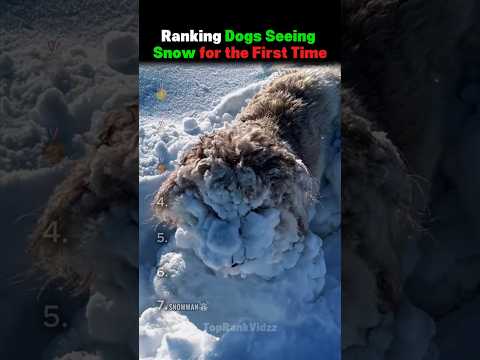 Ranking Dogs Seeing Snow for the First Time!! 🐶❄️