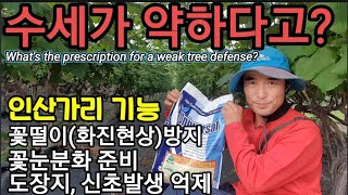 큰일났다! 수세가 약하다고? What's the prescription for a weak tree defe…
