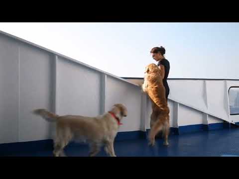 Taking your Service Dog on a Cruise _ Navigating the Challenges and Pitfalls of Travel