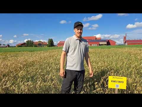 Esittelyssä Tilasiemenen hybridirukiit KWS Tayo ja SU Arvalus sekä populaatioruis SU Bebop