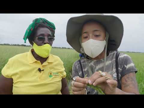 Motivos para visitar o distrito de Chókwe Moçambicanos!🇲🇿