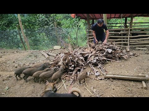 Jhony Pets First Cold Prevention This Winter, Survival Instinct,Building Life(EP 204)