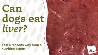 Can Dogs Eat Liver? YES! 4 Reasons Why From a Nutrition Expert
