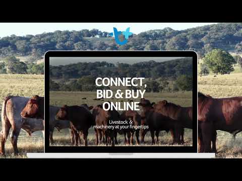 Auctionplus