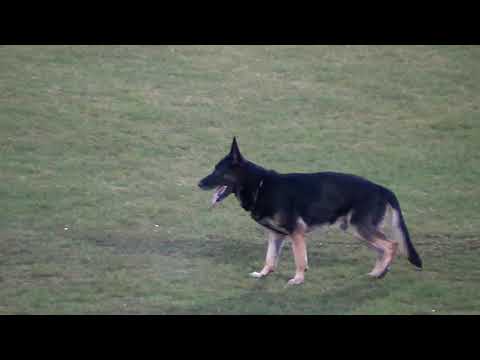 WUSV 2021  MEX 1 - GILBERTO TREVIÑO FUERTE & SATORIS NINJA B 72