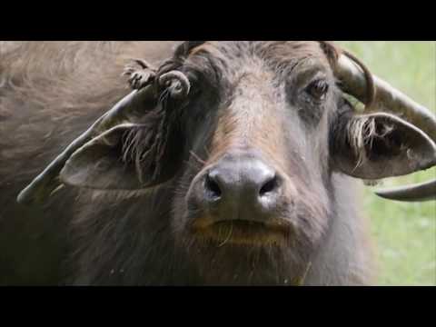 Yanna Rata Wate Enna Ma Priye  යන්න රට වට‌ෙි  - Desmond De Silva