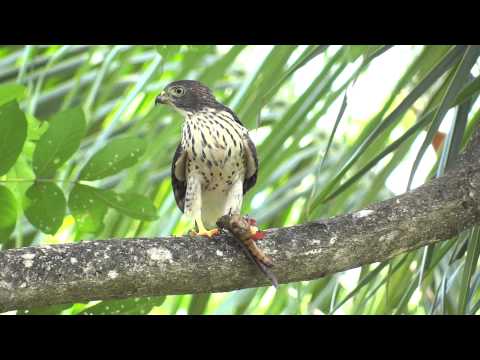 Harpagus bidentatus -juvenil-