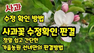 사과 수정 확인 쉽고 간단한  방법 [사과재배]