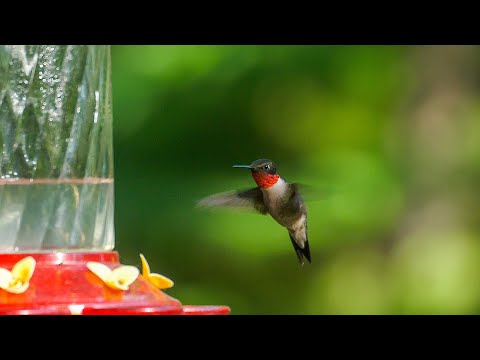 60 Hummingbirds at my feeder?! Calculating bird numbers