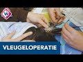 Bijzondere operatie: kauw krijgt nieuwe veren - OMROEP WEST