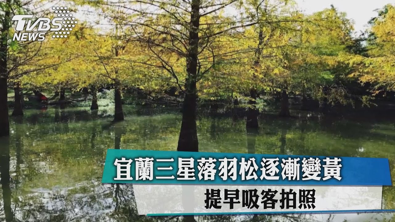 宜蘭三星落羽松逐漸變黃 提早吸客拍照