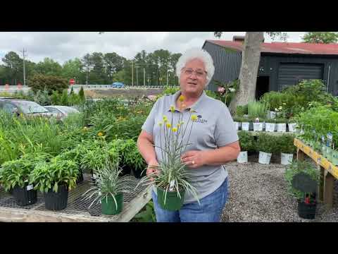 Craspedia: The Versatile and Resilient Billy Buttons Flower!