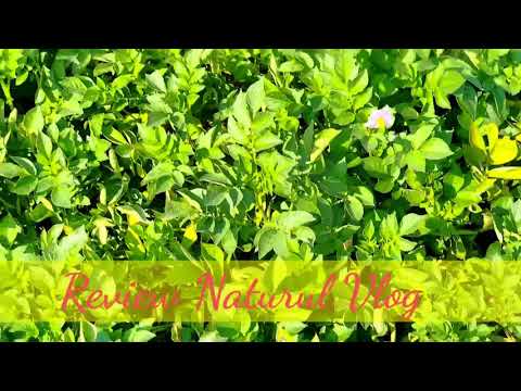 Review Vlog | Natural Potato Firm around My House |  Natural Channel