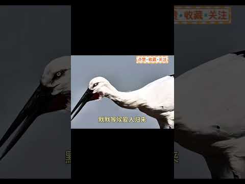 15年等待候鳥真的具象化了#白鸛#動物#情感共鳴#愛情#治癒#shortvideo #shortsvideo #subscribe #short#shorts 