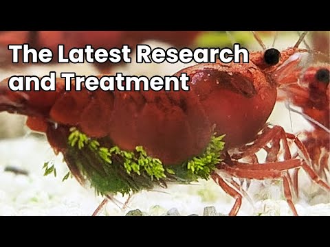 The Dreaded Green Fungus | What It Is & How To Treat It