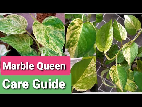 Marble Queen Pothos Care Guide