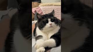 Download lagu Sesi curhat dimulai, sampe merengut 2πππ€ #cat #catlovers #cute #kitten #kitty mp3 Download lagu Sesi curhat dimulai, sampe merengut 2πππ€ #cat #catlovers #cute #kitten #kitty mp3