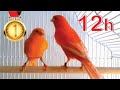 Red Canary 12h Training Song