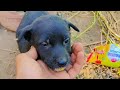 Hume Bejuban Ki Seva Dogs Cutepappy
