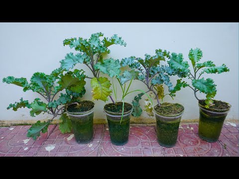 Simple method propagate Kale tree with water Plant on a bucket of water.