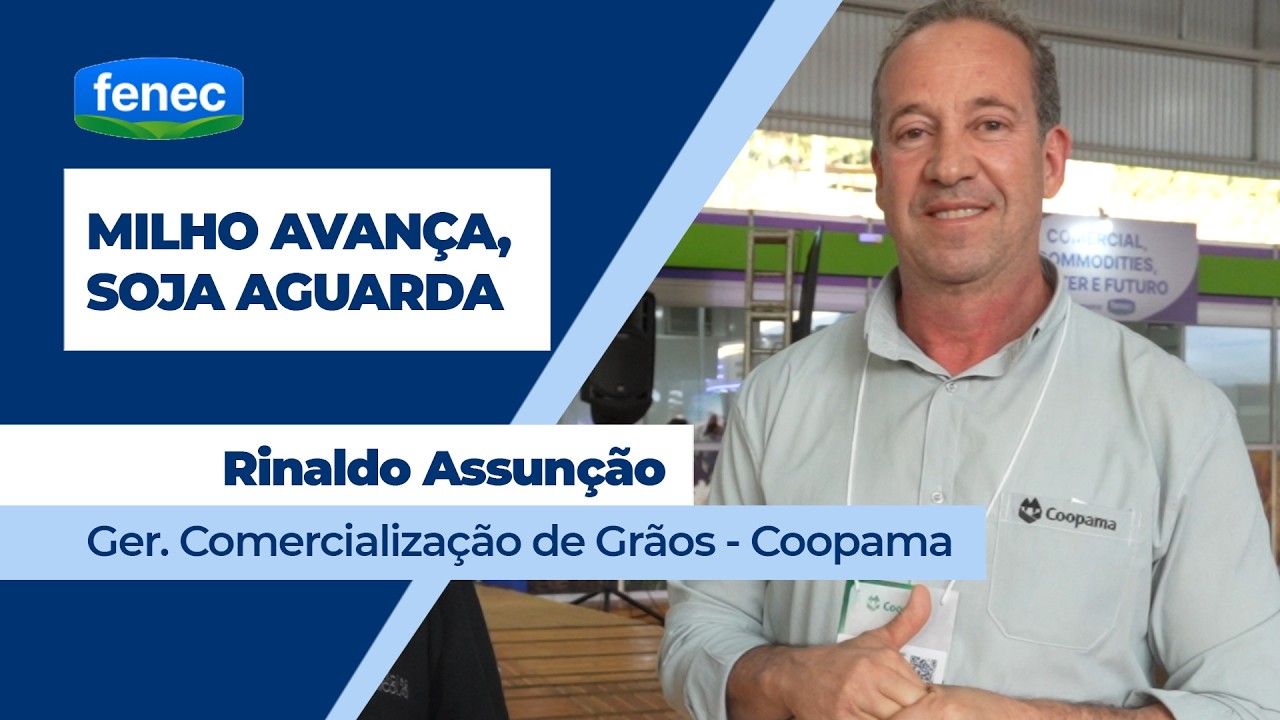 Colheita do milho no Sul de Minas registra altas produtividades