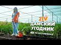 Культиватор аккумуляторный DAEWOO DAT 2021Li с АКБ и ЗУ (21В, 19см) - видео №1