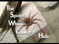 The Spider Who Couldn't Hide 