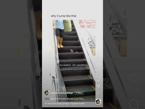 Rat Attack 🐀  #shorts