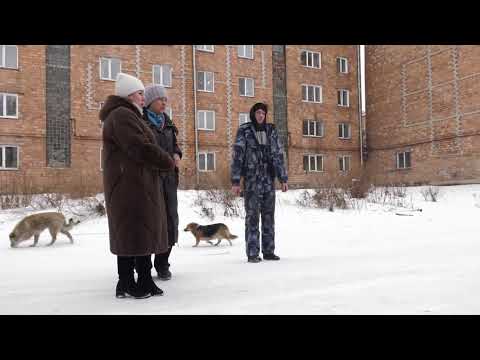 Агрессивная собака в жилом районе 'Полярный' - Абакан 24